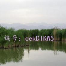 ̬