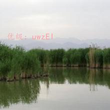 ׶